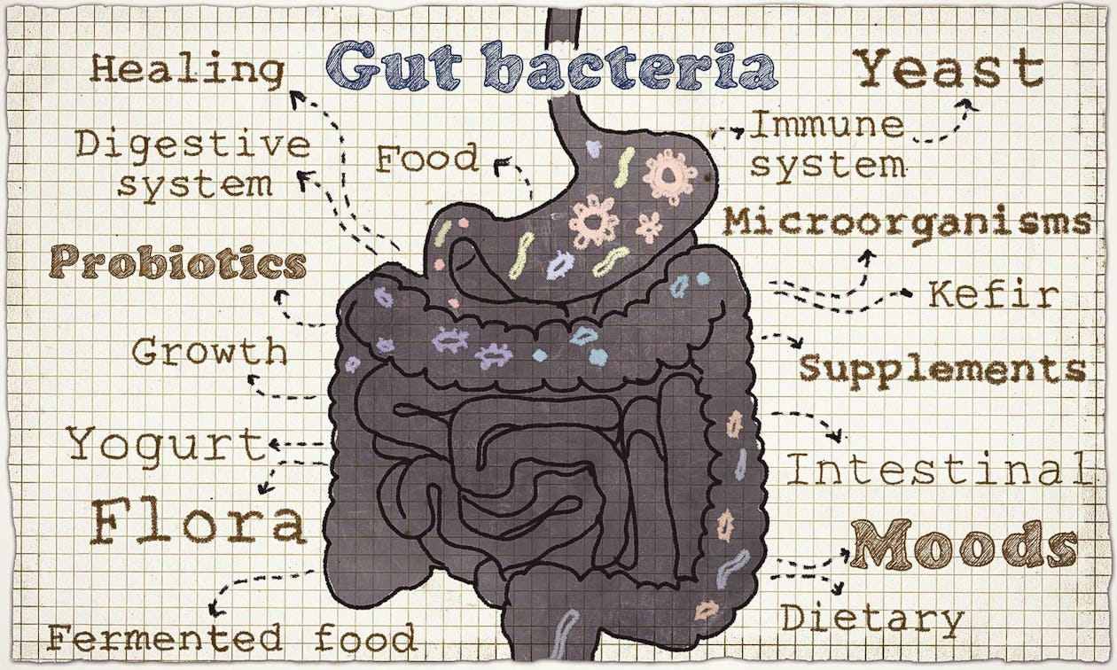 How to Establish a Healthy Gut?