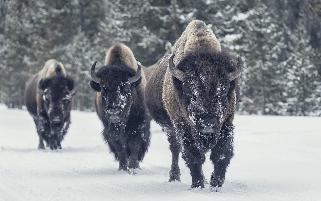 Bison vs. Beef