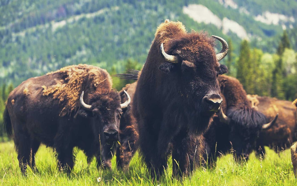 Bison vs Beef – Which Red Meat Reigns Supreme?