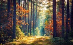 Forest Bathing: Bust Stress and Boost Your Health by Reconnecting With Nature