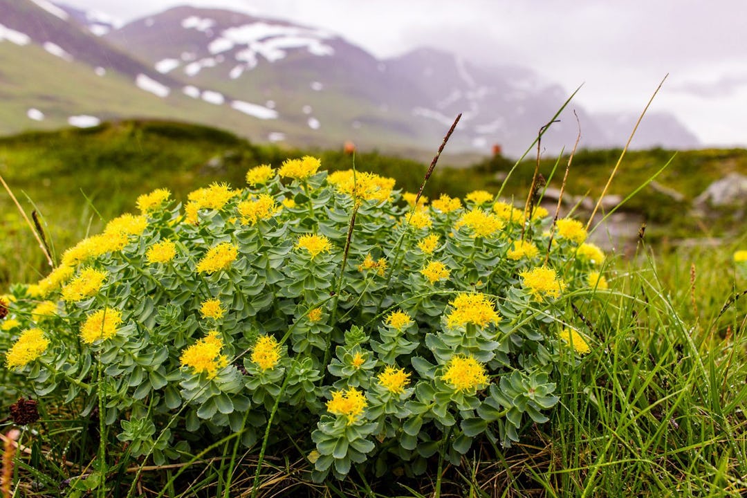 Benefits of Rhodiola Rosea: Is It Right For Me?