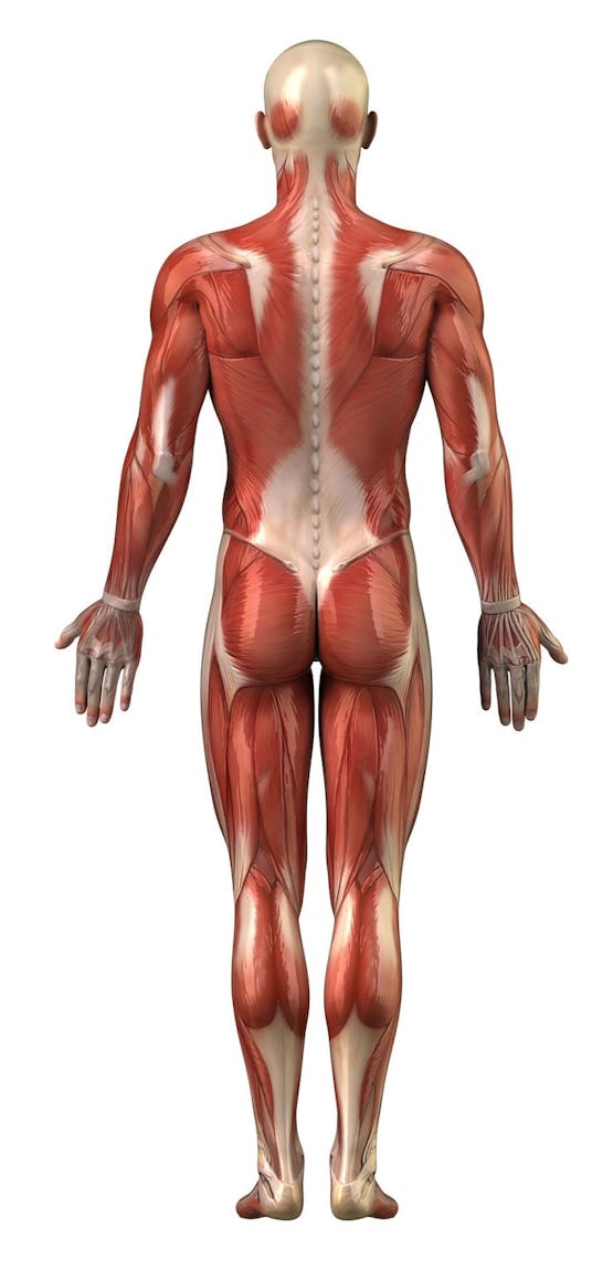 5-posterior-chain-exercises-for-stability-and-strength-onnit-academy