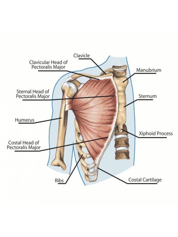 Upper Chest Muscle Anatomy