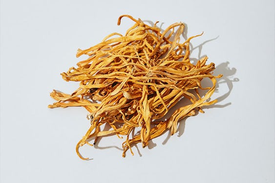 Cordyceps