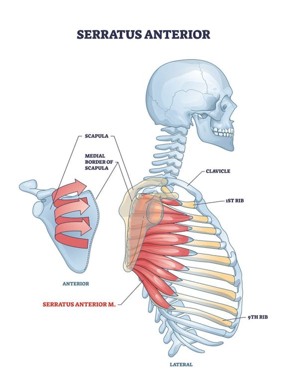 7 Great Serratus Anterior & Posterior Exercises - Onnit Academy